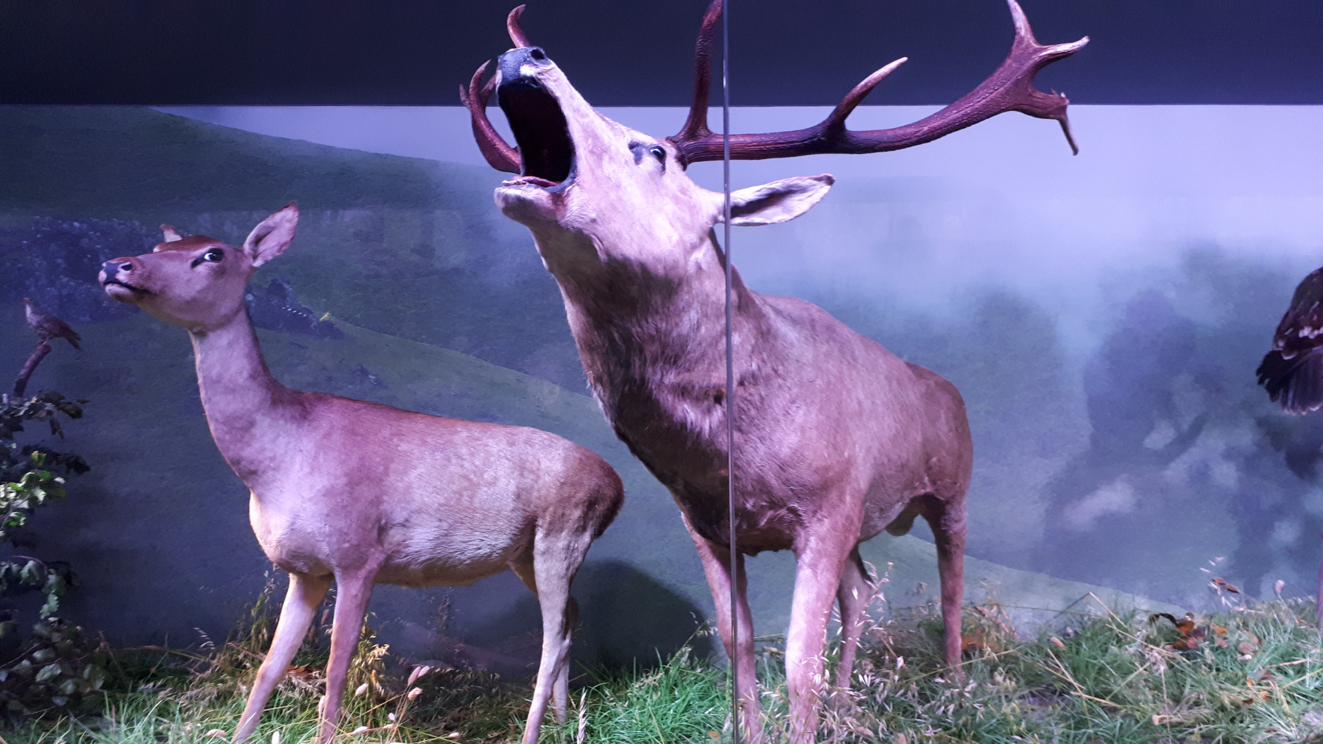 Taxidermy wildlife at Antipa